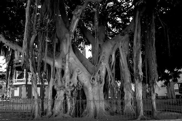 alien tree
